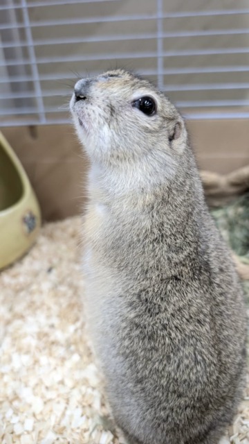 むちむち⭐️ リチャードソンジリスちゃん🎵 リチャードソンジリス