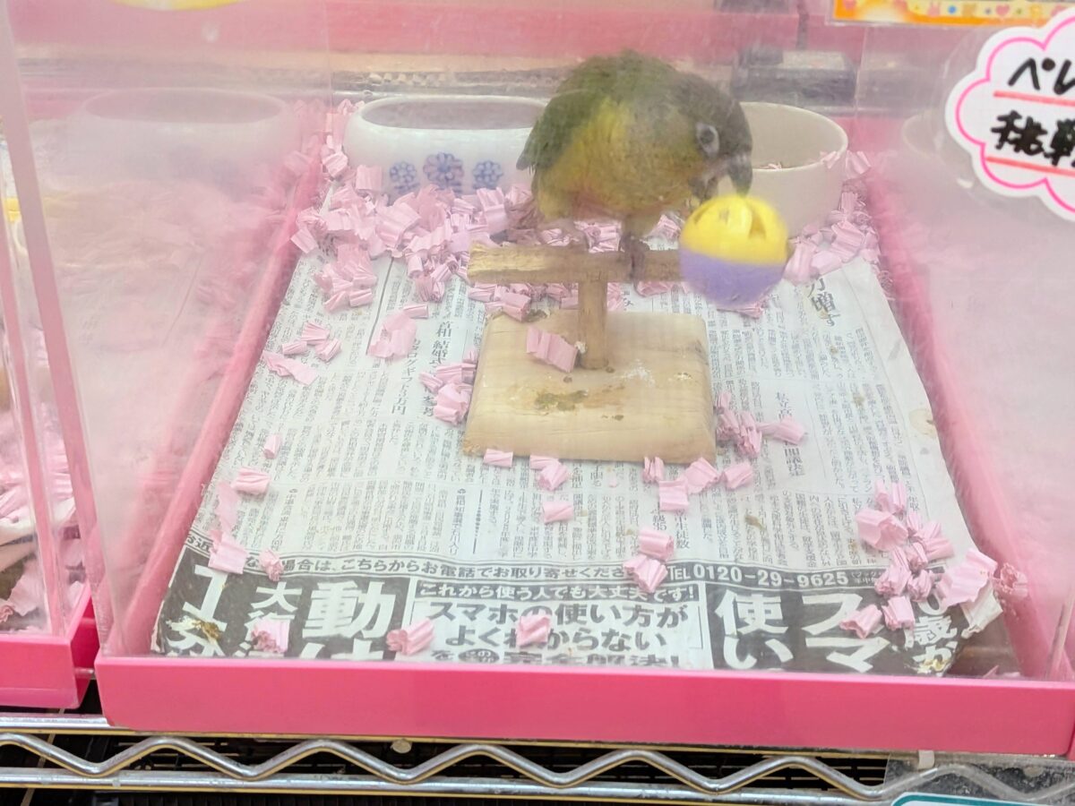 ワキコガネウロコインコ