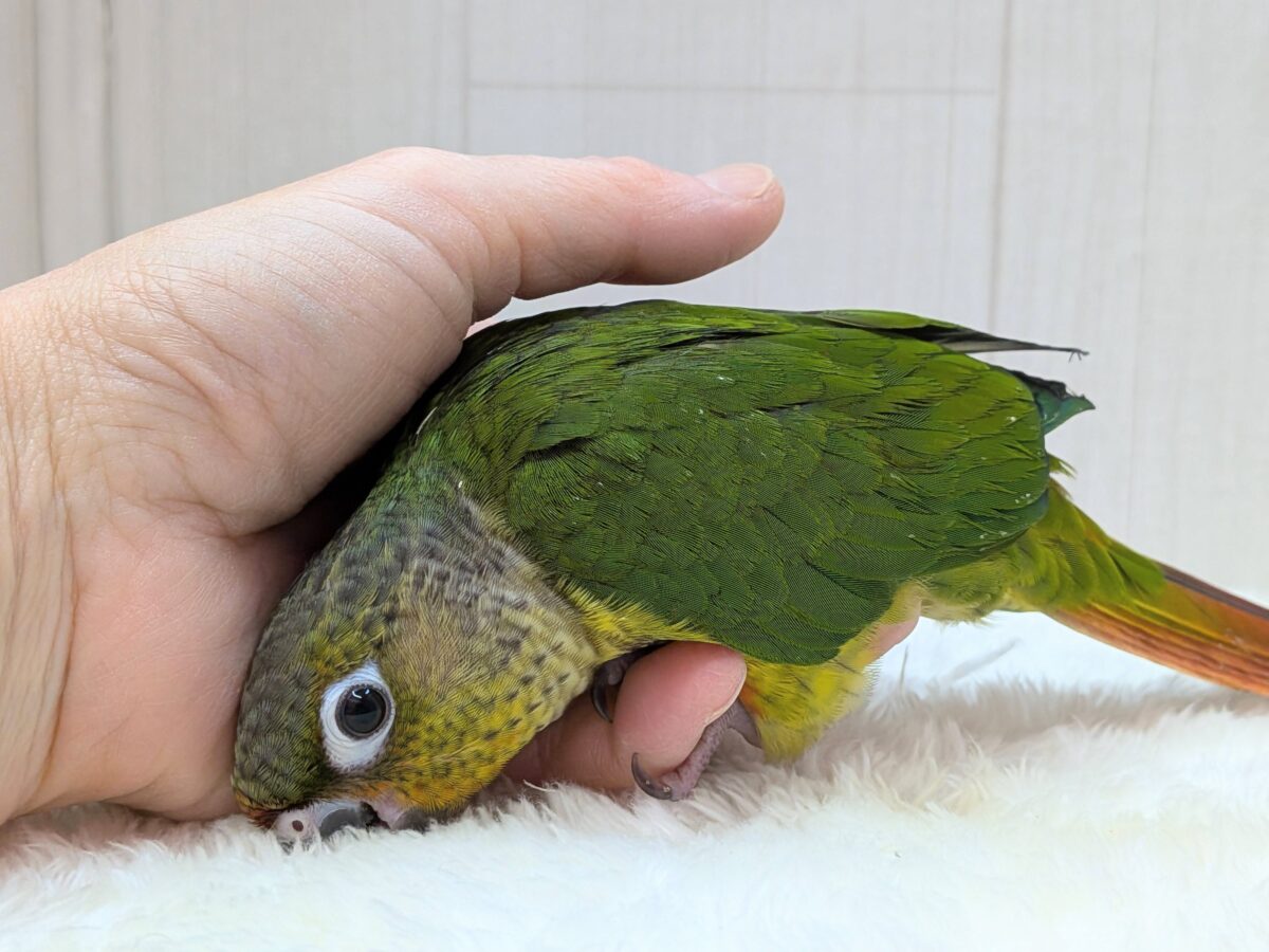 ワキコガネウロコインコ