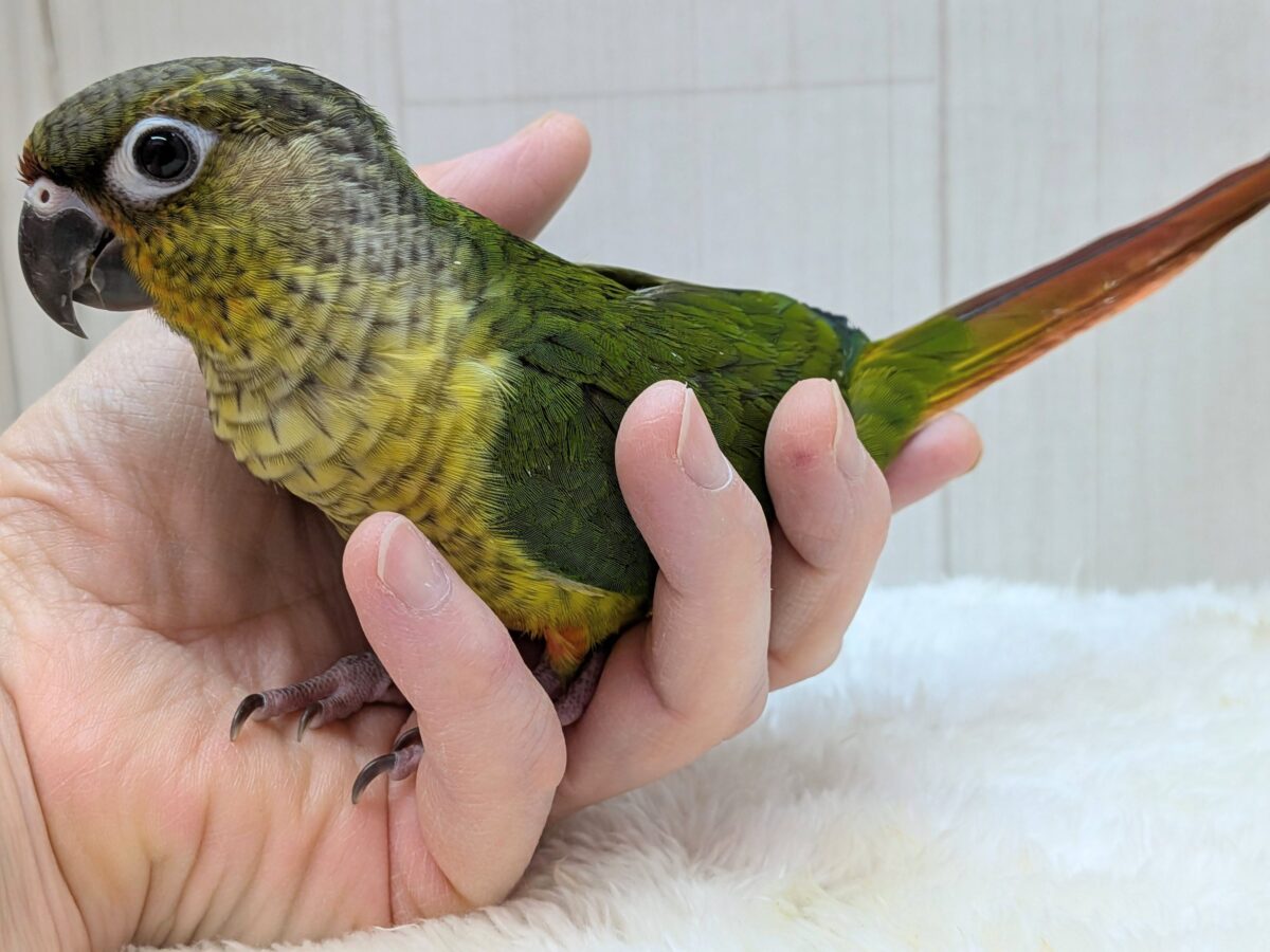 ワキコガネウロコインコ