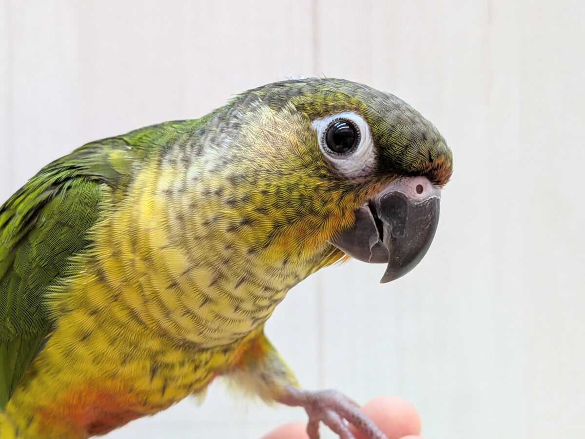 ワキコガネウロコインコ