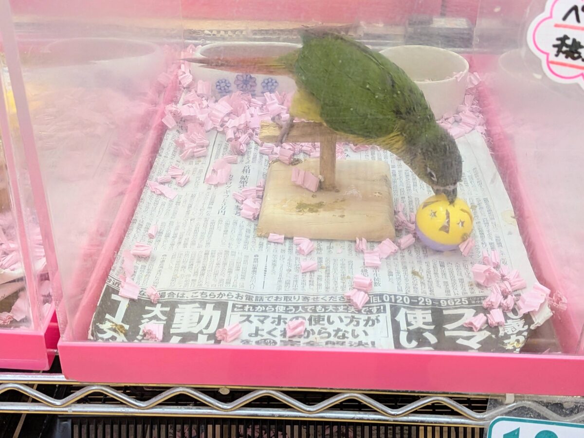 ワキコガネウロコインコ