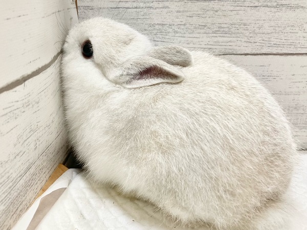 ネザーランドドワーフ(ホワイト系) もちもちボディのかわいすぎるうさぎさん来ました!! ネザーランドドワーフ