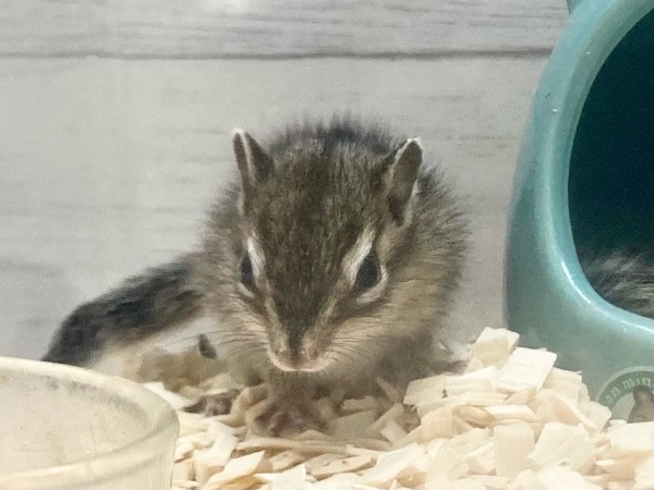 最新画像!シマリス 女の子 すくすく成長中! シマリス(ノーマル)