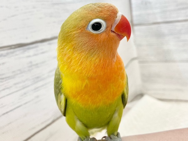 最新画像!畑のおやさいカラー🥕🍅🥬😋 ヤマブキボタンインコ ヤマブキボタンインコ