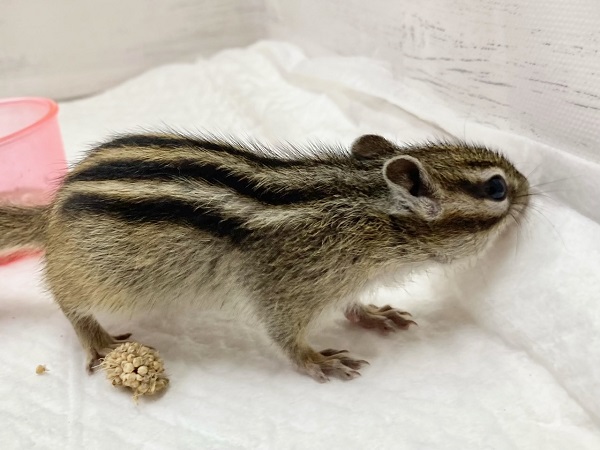 最新画像!シマリス 女の子 すくすく成長中! シマリス(ノーマル)