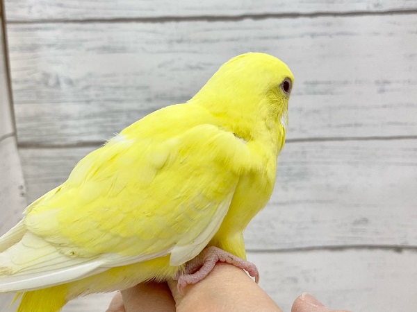 セキセイインコ(ルチノー) 眩しいキラキライエロー! セキセイインコ