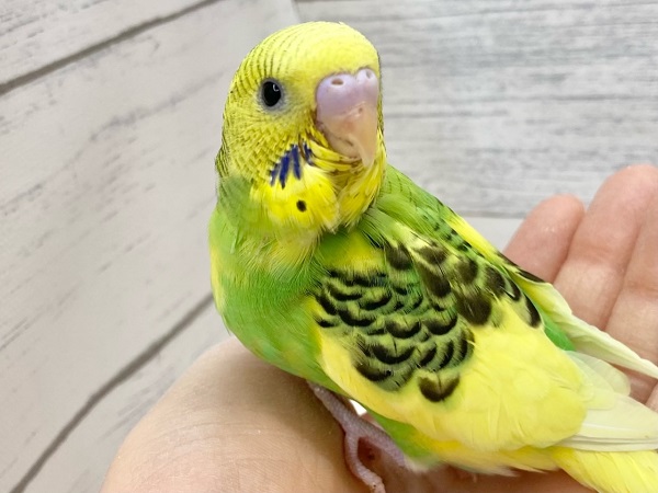 セキセイインコ(グリーンパイド) たくましいむちむちボディ! セキセイインコ