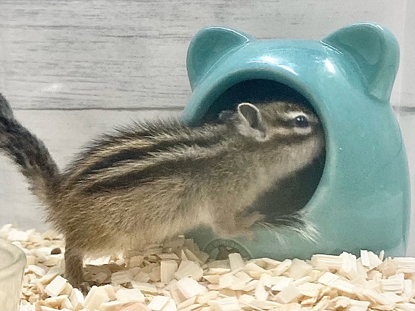 最新画像!シマリス 女の子 すくすく成長中! シマリス(ノーマル)