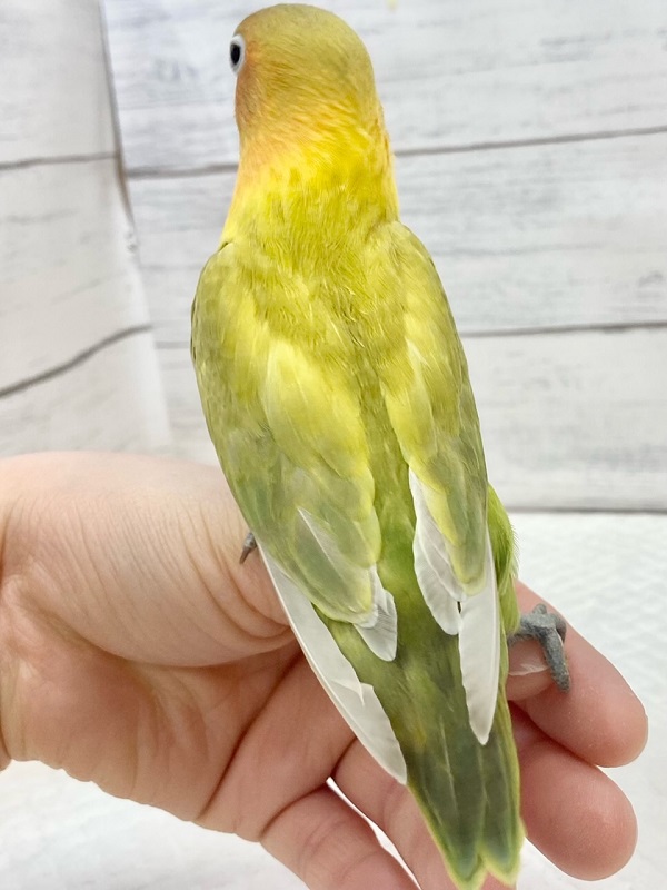 最新画像!畑のおやさいカラー🥕🍅🥬😋 ヤマブキボタンインコ ヤマブキボタンインコ