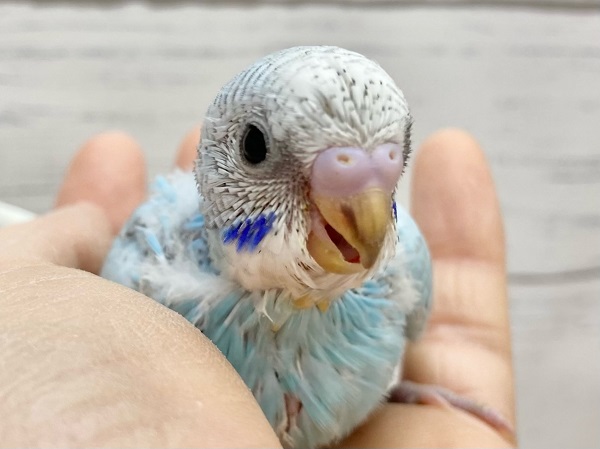 セキセイインコ(ブルースパングル) 大きなまんまるお目目がかわいいです♪ セキセイインコ