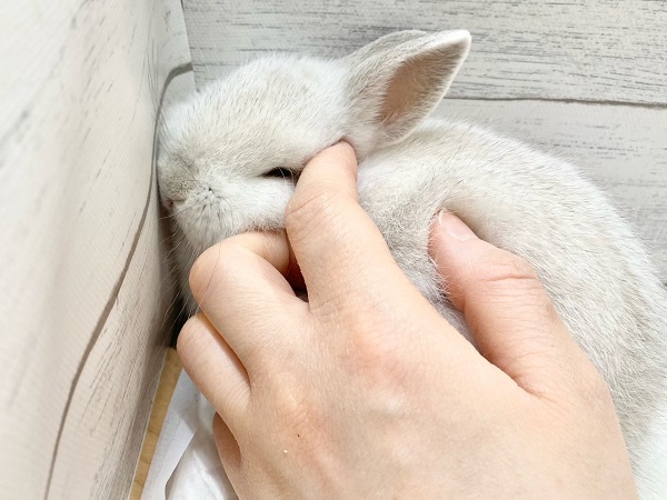 ネザーランドドワーフ(ホワイト系) もちもちボディのかわいすぎるうさぎさん来ました!! ネザーランドドワーフ