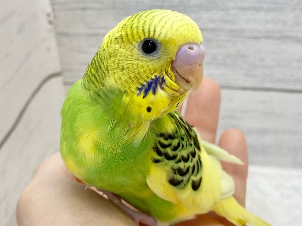 セキセイインコ(グリーンパイド) たくましいむちむちボディ! セキセイインコ
