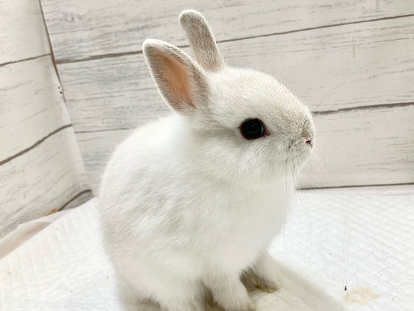 ネザーランドドワーフ(ホワイト系) もちもちボディのかわいすぎるうさぎさん来ました!! ネザーランドドワーフ