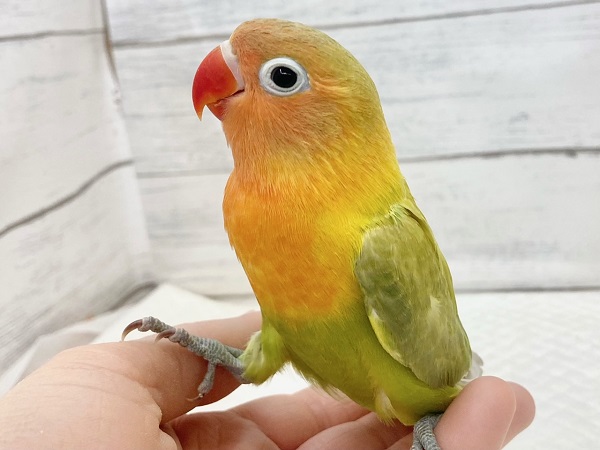 最新画像!畑のおやさいカラー🥕🍅🥬😋 ヤマブキボタンインコ ヤマブキボタンインコ