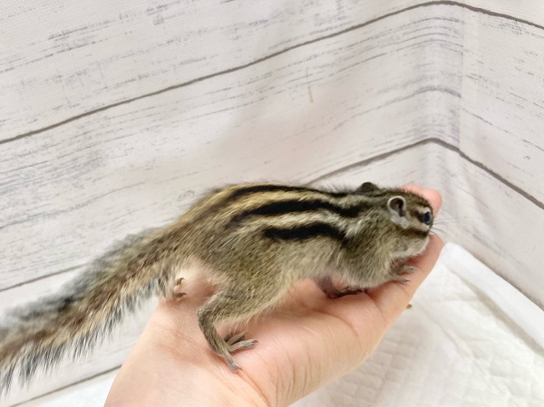 最新画像!シマリス 女の子 すくすく成長中! シマリス(ノーマル)