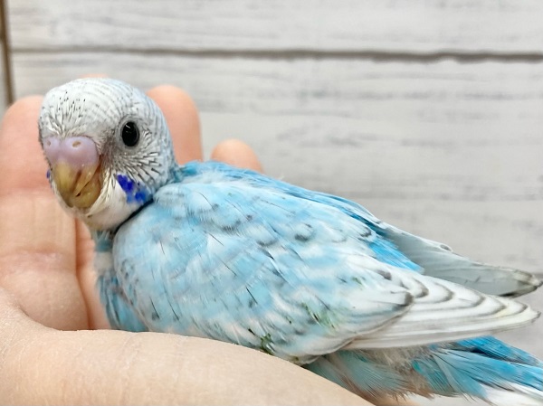 セキセイインコ(ブルースパングル) 大きなまんまるお目目がかわいいです♪ セキセイインコ