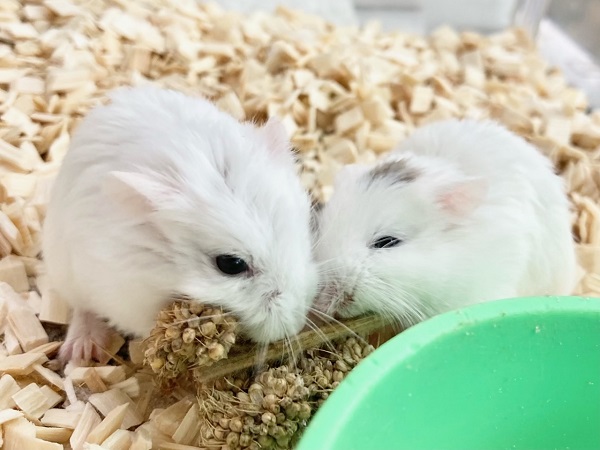 ロボロフスキーハムスター(スノーホワイト) 男の子 ちょこちょこ小っちゃなハムちゃんたちです♪ ロボロフスキーハムスター