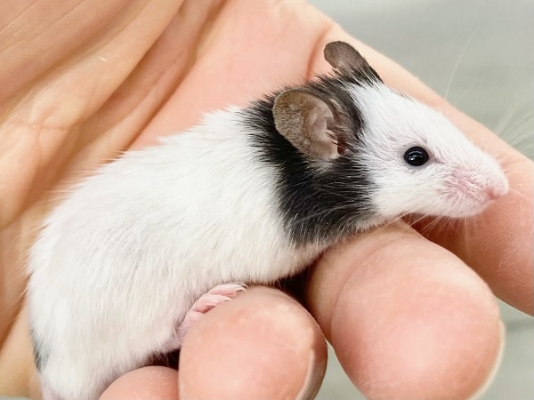 【🆙最新画像あり‼️】パンダマウス 男の子 ころころボディがたまらない! パンダマウス