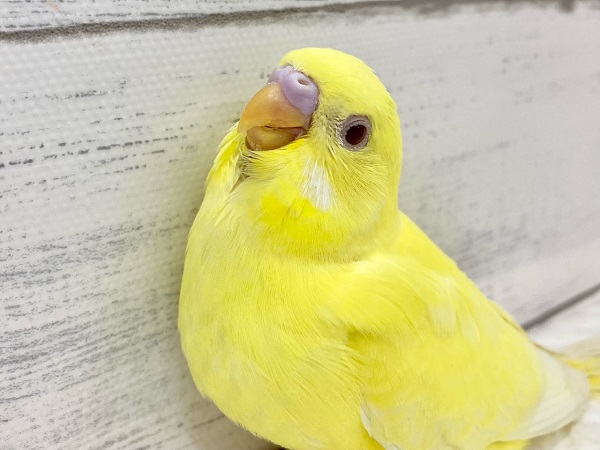 セキセイインコ(ルチノー) 眩しいキラキライエロー! セキセイインコ