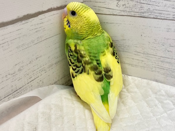セキセイインコ(グリーンパイド) たくましいむちむちボディ! セキセイインコ