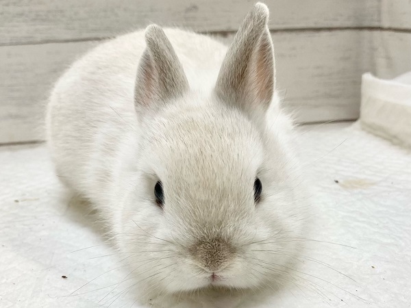ネザーランドドワーフ(ホワイト系) もちもちボディのかわいすぎるうさぎさん来ました!! ネザーランドドワーフ