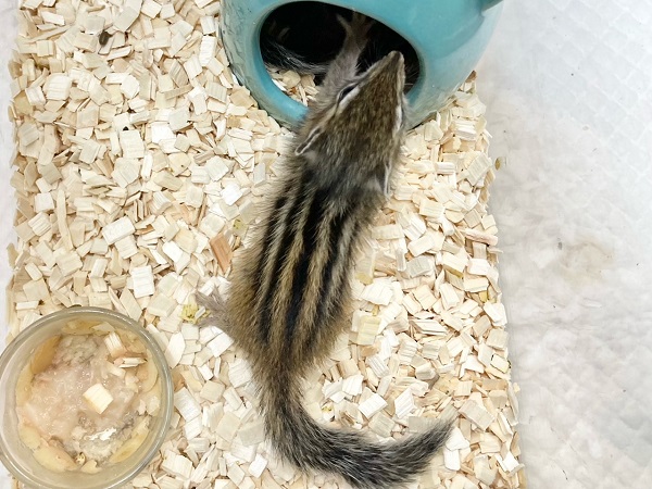 最新画像!シマリス 女の子 すくすく成長中! シマリス(ノーマル)