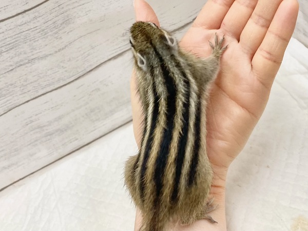 最新画像!シマリス 女の子 すくすく成長中! シマリス(ノーマル)