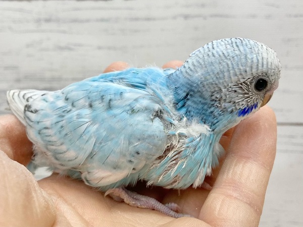 セキセイインコ(ブルースパングル) 大きなまんまるお目目がかわいいです♪ セキセイインコ