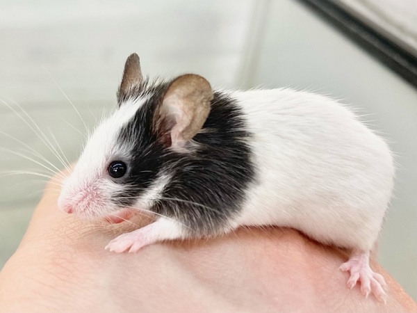 【🆙最新画像あり‼️】パンダマウス 男の子 ころころボディがたまらない! パンダマウス