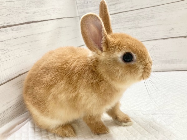 ネザーランドドワーフ(オレンジ) 小さくても元気いっぱい! ネザーランドドワーフ