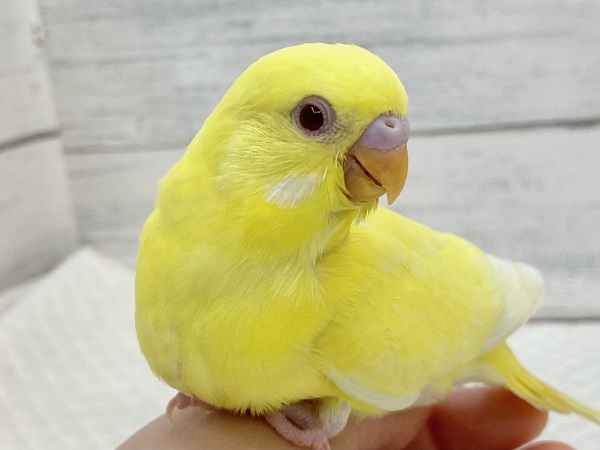 セキセイインコ(ルチノー) 眩しいキラキライエロー! セキセイインコ