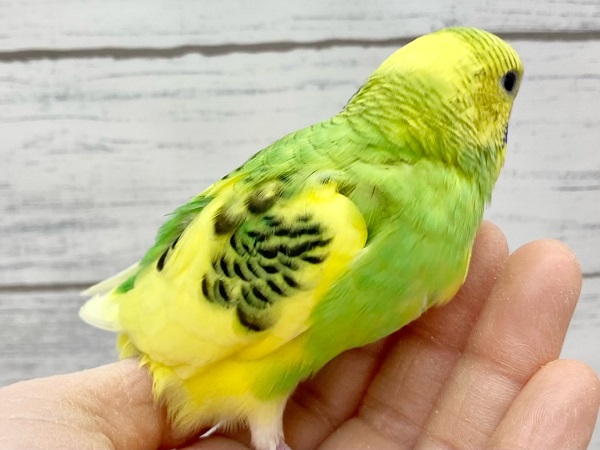 セキセイインコ(グリーンパイド) たくましいむちむちボディ! セキセイインコ