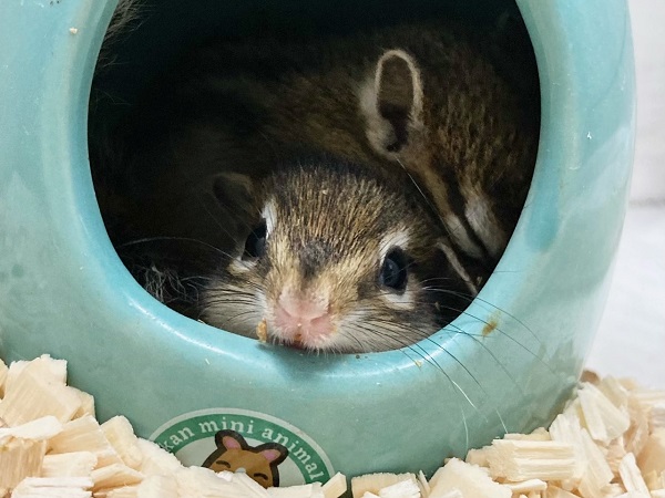 最新画像!シマリス 女の子 すくすく成長中! シマリス(ノーマル)