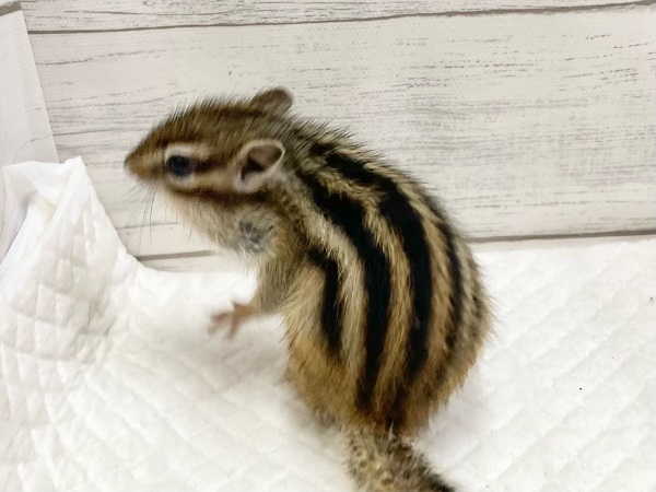 最新画像!シマリス 女の子 すくすく成長中! シマリス(ノーマル)