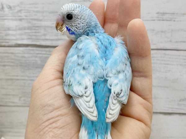 セキセイインコ(ブルースパングル) 大きなまんまるお目目がかわいいです♪ セキセイインコ