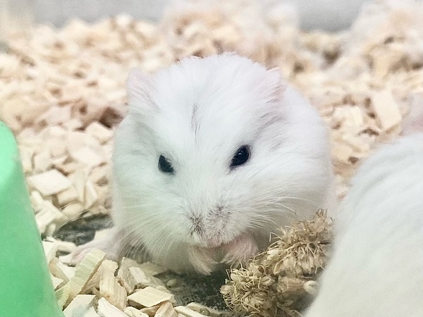 ロボロフスキーハムスター(スノーホワイト) 男の子 ちょこちょこ小っちゃなハムちゃんたちです♪ ロボロフスキーハムスター