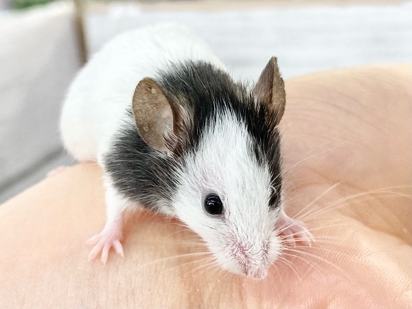 【🆙最新画像あり‼️】パンダマウス 男の子 ころころボディがたまらない! パンダマウス