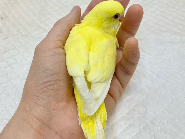 セキセイインコ(ルチノー) 眩しいキラキライエロー! セキセイインコ