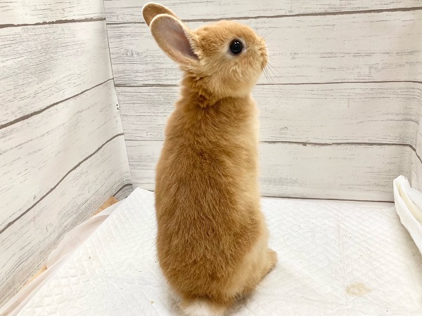 ネザーランドドワーフ(オレンジ) 小さくても元気いっぱい! ネザーランドドワーフ