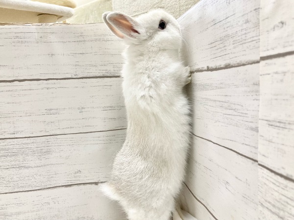 ネザーランドドワーフ(ホワイト系) もちもちボディのかわいすぎるうさぎさん来ました!! ネザーランドドワーフ
