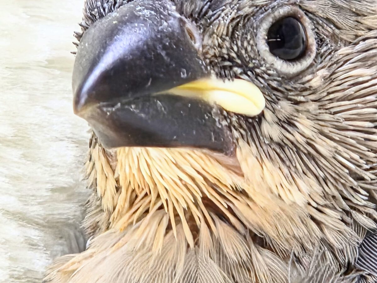 桜文鳥