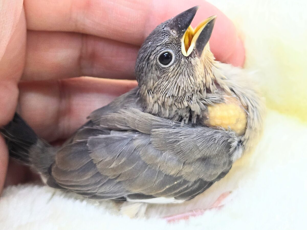 最新画像になります☆募集っ( ≧∀≦)ノ 文鳥好きさんっ♪ 桜文鳥〜〜 桜文鳥
