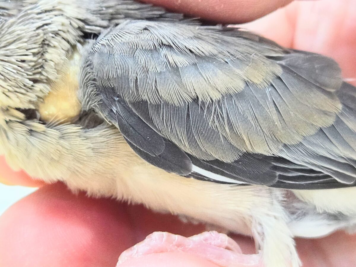 桜文鳥