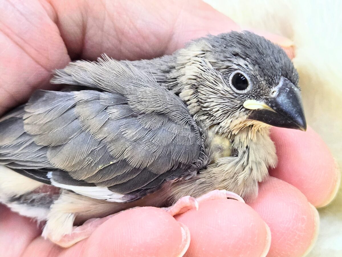桜文鳥