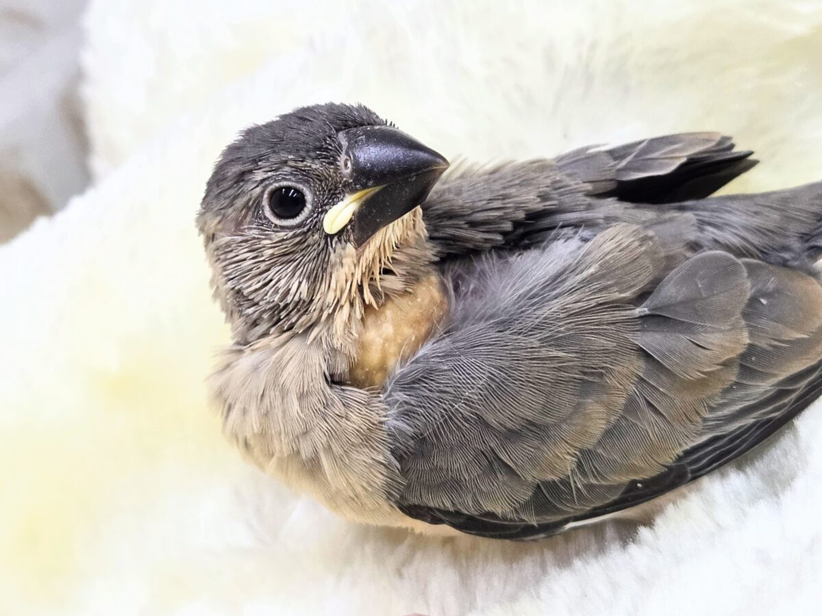 最新画像になります☆募集っ( ≧∀≦)ノ 文鳥好きさんっ♪ 桜文鳥〜〜 桜文鳥