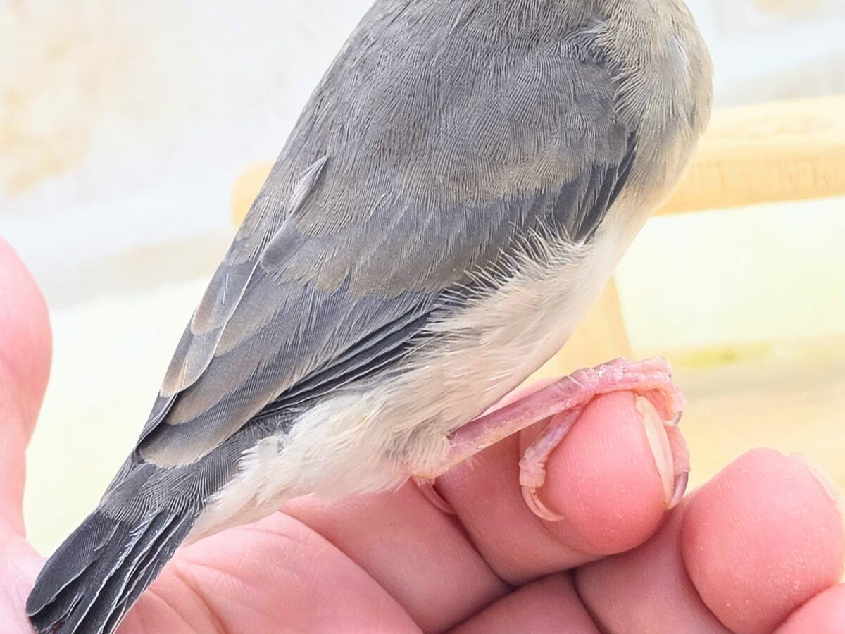 桜文鳥