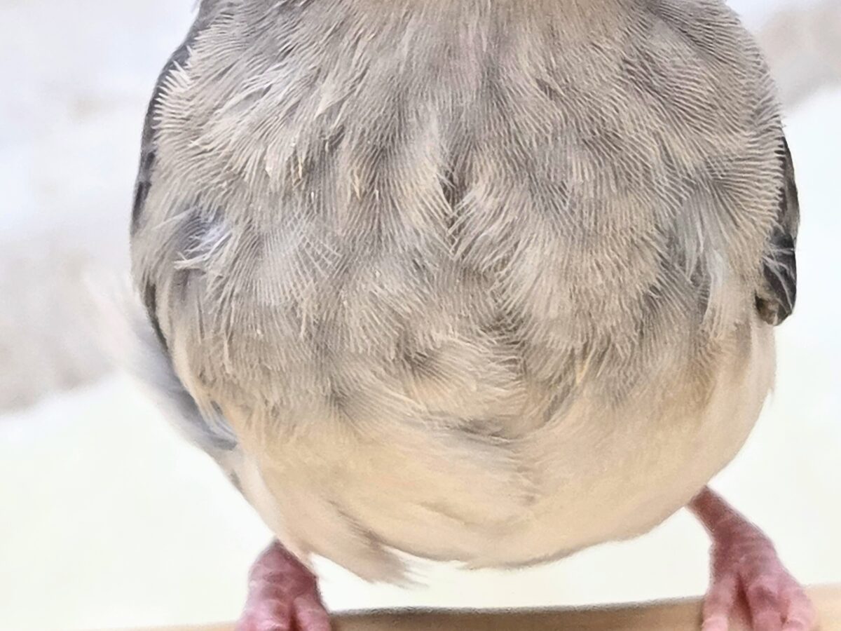 最新画像になります☆募集っ( ≧∀≦)ノ 文鳥好きさんっ♪ 桜文鳥〜〜 桜文鳥
