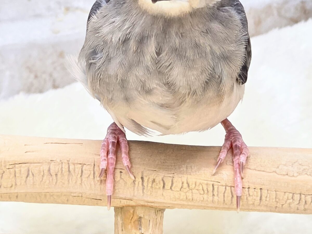桜文鳥