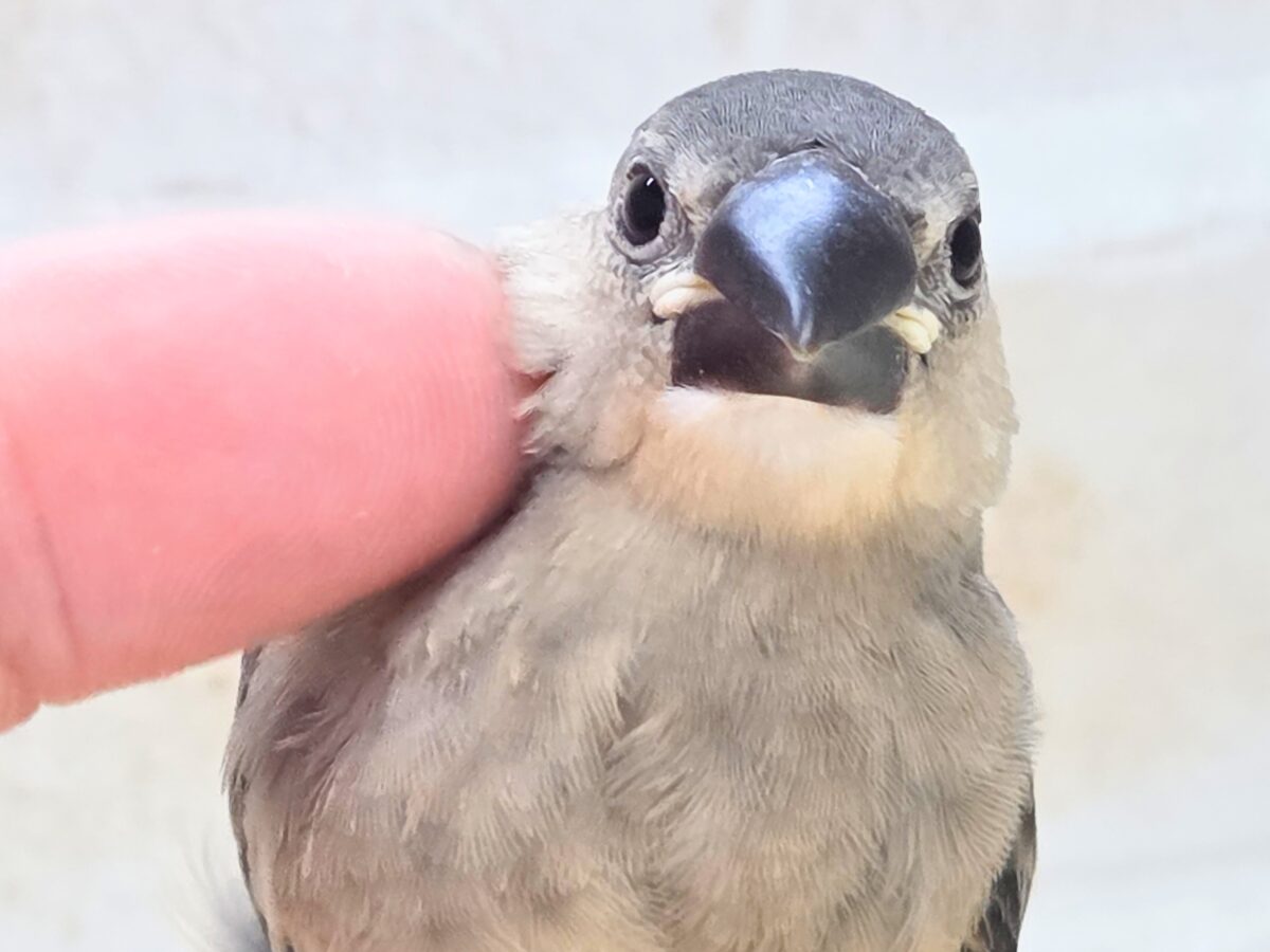 桜文鳥